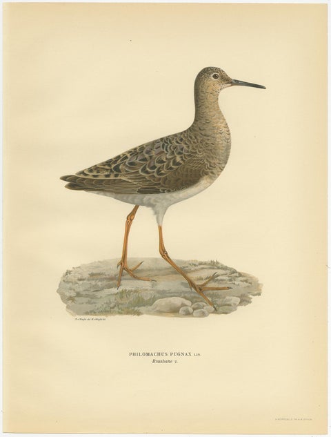 Philomachus Pugnax Antique Bird Print, 1929, Detailed Ornithology Art of a Ruff, view 3