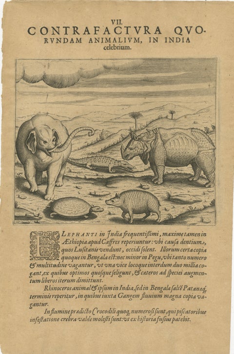 Original Copper Engraving of Various Celebrated Animals in India by De Bry, 1601, view 2