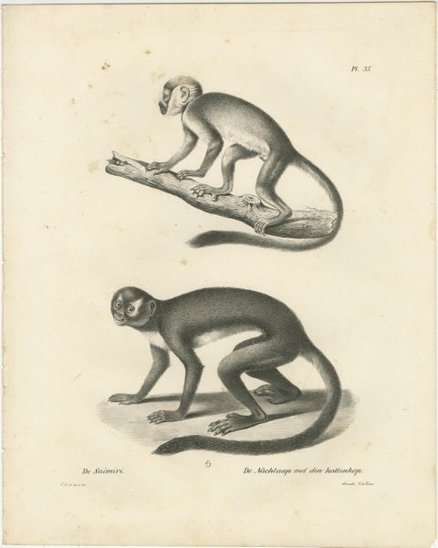 Saimiri, Night Monkey, Mico & Silky Monkey, Lithographs by C.C. Last, 1836, view 2