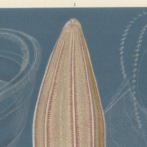 Ctenophores (Comb Jellies), Marine Invertebrates, Royal Natural History, 1896, close-up 5
