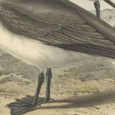 Antique Bird Print of the Richardon's Jager by Gould, 1832, close-up 1