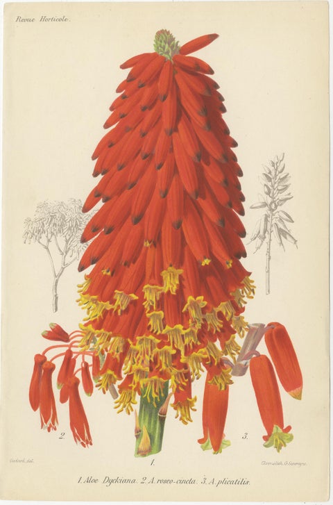 Exotic Splendor: Hartweg's Sage, Flaming Torch, and Melinoni's Bromeliad, c.1855, view 3
