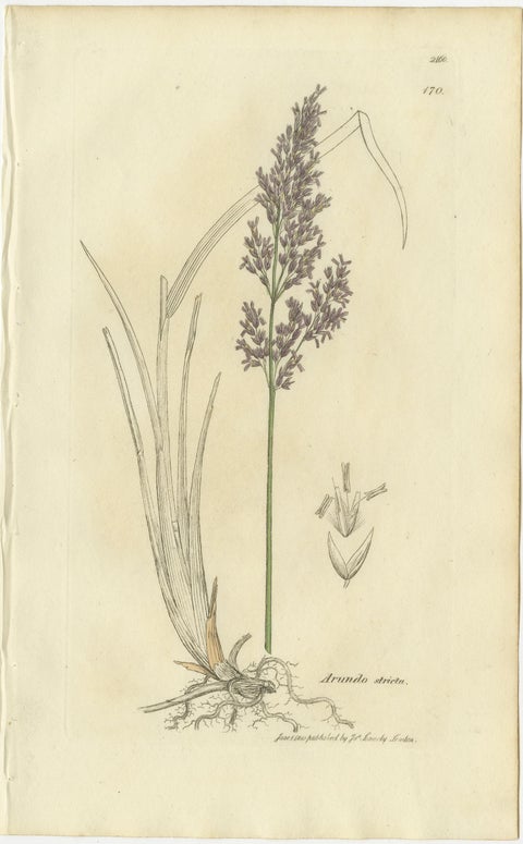 Set of 8 Antique Botanical Engravings of Bromus Brome Grasses, c.1830, view 3