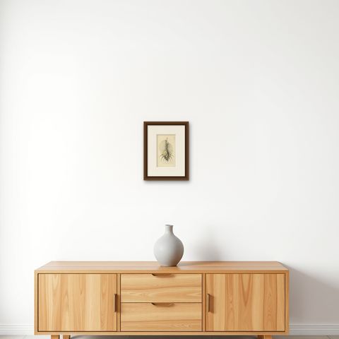 Antique Print of a Thorny Shell by Nodder, 1800, shown framed on a wall