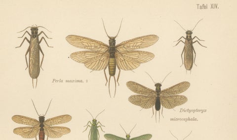 Set of Two Entomological Lithographs from Die Geradflügler, Germany, 1908, close-up 4