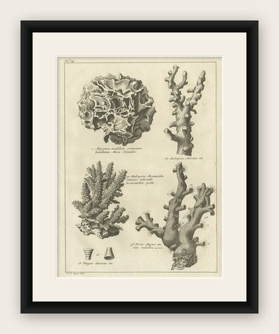 Decorative Antique Engraving of Stone Corals, 1773, shown framed