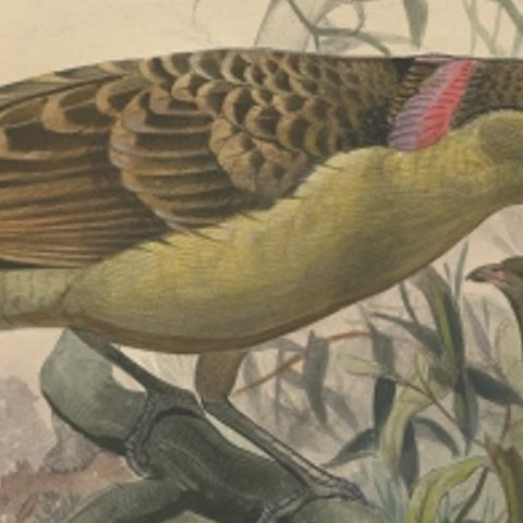 Antique Bird Print of the Great Grey Bowerbird by Elliot, c.1873, close-up 1