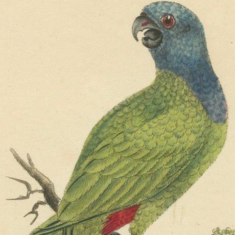 Original Hand-Colored Copperplate Engraving of The Blue-Headed Parrot, 1794, close-up 5