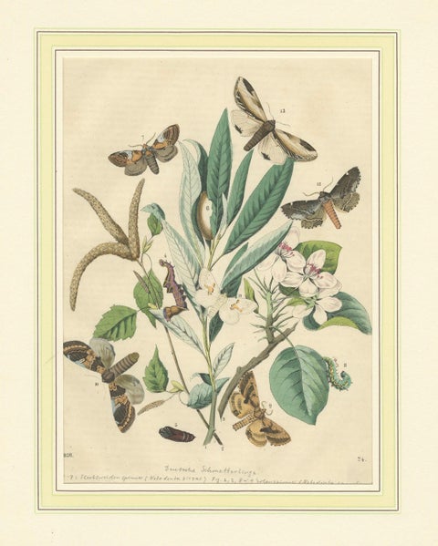 Wings of the Night: Hand-Colored 1856 Litho of Exotic Moths and Their Life Cycle, close-up 5