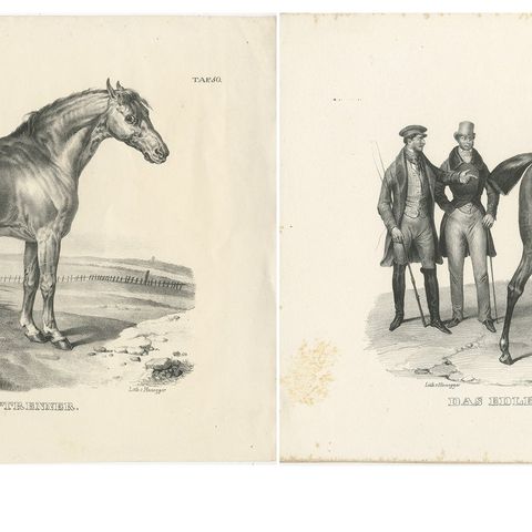 Set of 2 Original Antique Prints of English Horses, close-up 1