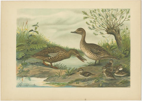 Mallard Duck Family, Antique Bird Chromolithograph with Ducklings c.1880, view 2