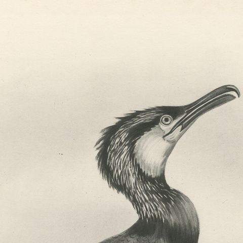 Great Cormorant, Antique Bird Print after Lilian Medland, circa 1909, close-up 2