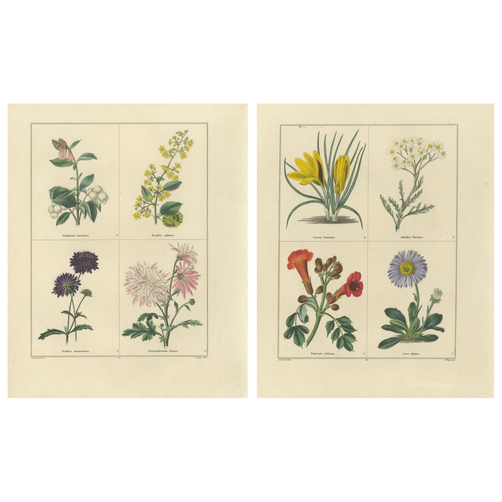 Pair of Hand-Colored Botanical Engravings of Ornamental Flowers, London 1828