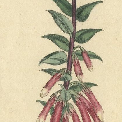 Antique Botany Print of Epacris Impressa Also Known as Common Heath, 1806, close-up 1