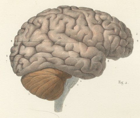 The Brain in Lateral and Median View, Antique Hirschfeld Anatomy Print, 1866, view 3