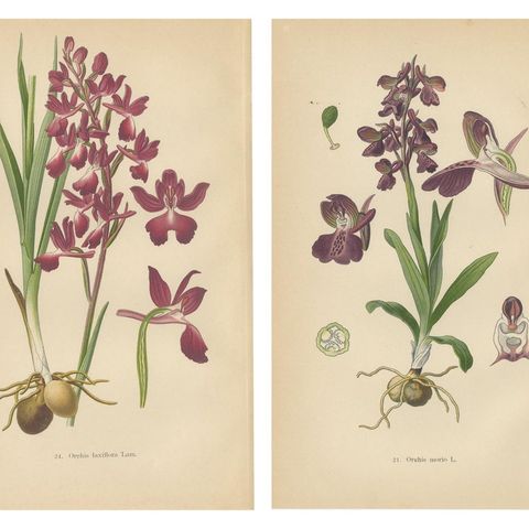 German Meadow Orchids: A Heritage of Botanical Artistry, 1904, close-up 1