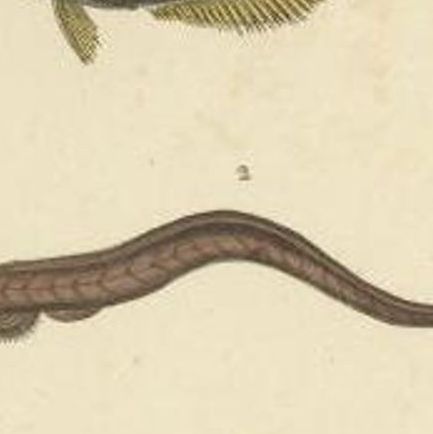 Antique Print of the Goby and Other Fish Species, 1844, close-up 1