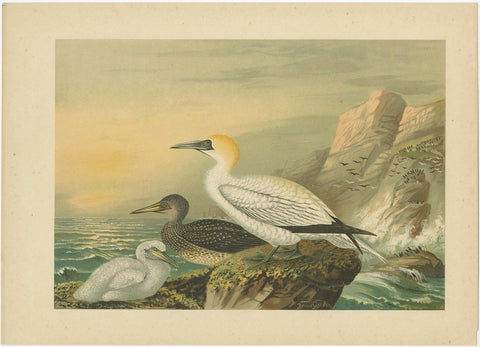 Antique Bird Print of Northern Gannets on Cliffside at Sunset, 19th Century, view 2