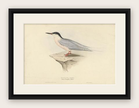 Antique Bird Print of The Roseate Tern by Gould, 1832, shown framed