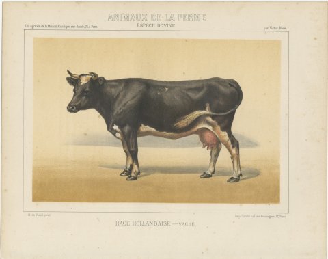 Dutch Dairy Cow, Black and White Cattle Chromolithograph, 1863, view 2