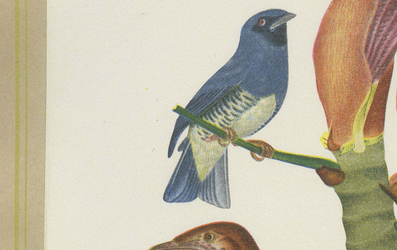 Cotingas and Tanagers on a Cecropia, Brazilian Bird Print, Descourtilz, 1944, view 3