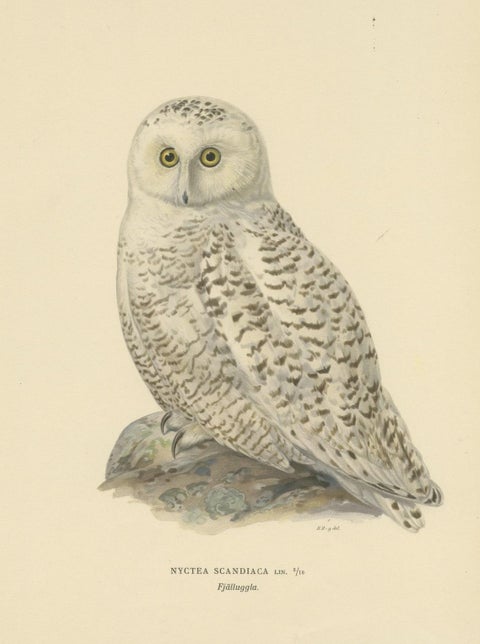Arctic Owl (colour litho) by Magnus Ferdinand and Wilhelm von Wright, 1929, close-up 2