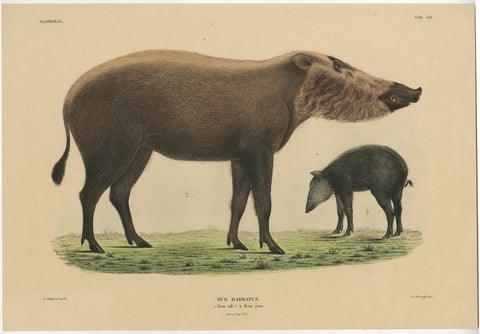 Rare Exotic Animal Print, Bornean Bearded Pig, Hand-Coloured, 1839, view 2