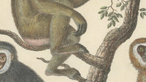 Antique Gibbons & Monkeys Lithograph by Karl Joseph Brodtmann, 1816, close-up 4