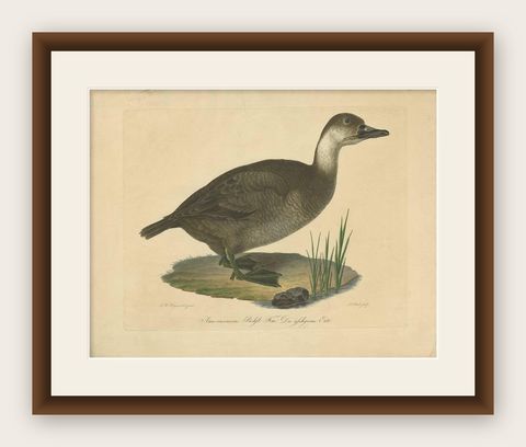Antique Print of a Duck by J.C. Bock, circa 1800, shown framed