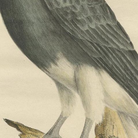 Antique Bird Print of the Rhinoceros Hornbill by Goldfuss, circa 1824, close-up 2