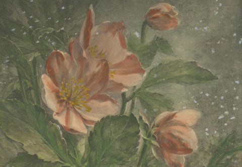 Snowdrops in Bloom - Giacomelli's Birds and Winter Flora, Circa 1891, close-up 1