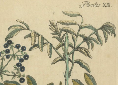 Antique Handcolored Engraving of Medicinal Plants, c.1800, close-up 3