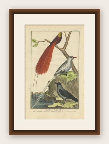Antique Bird Print, Bird of Paradise, Tropicbird, Hooded Crow, circa 1760, shown framed