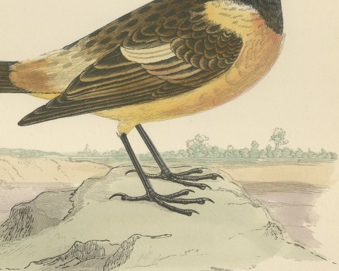 Stonechat on a Low Mound with Distant Trees, Antique Bird Print, Morris, 1896, close-up 2