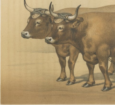 Cholet Oxen, French Cattle Breed, Antique Chromolithograph by Borie, 1863, close-up 2
