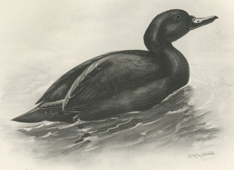 Common Scoter Drake on Open Water, Plate CLXXXIX after Lilian Medland, c. 1909, close-up 1