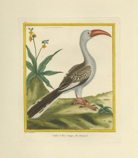 Original Antique Hand-Colored Engraving of the Red-billed Hornbill, circa 1770, close-up 5