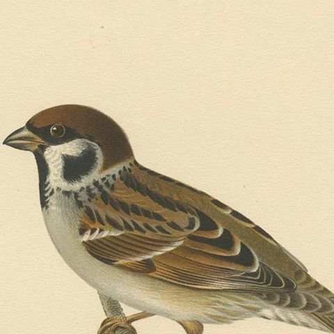 Antique Bird Print of the Eurasian Tree Sparrow by Von Wright, 1927, close-up 1