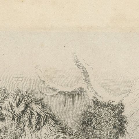 Antique Animal Print of a Calmuc or Little Russian Horse, close-up 1