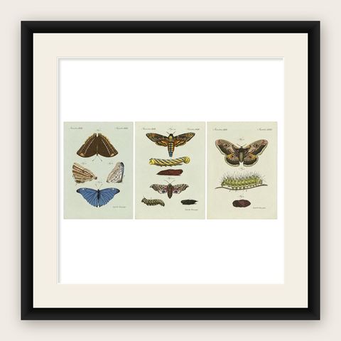 Set of Three Antique Butterfly and Moth Prints by Bertuch, c. 1800, shown framed