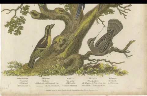 1811 Ornithology Land Birds Plate VI - Antique Piciformes Print, close-up 3