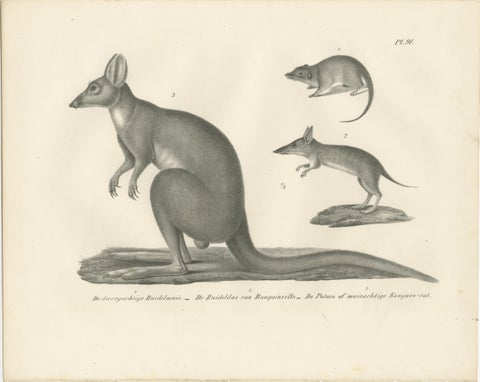 Rare 19th-Century Lithograph of Marsupials Showing the Potoroo and Kangaroo Rat, view 2