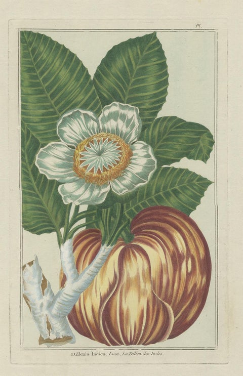 Antique Botany Print of Dillenia Indica by Buchoz, circa 1785, view 2