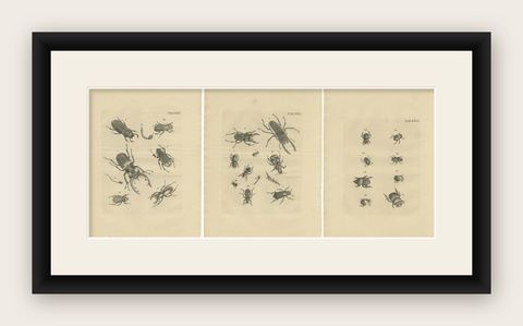 Set of 3 Antique Prints of Various Beetles, shown framed