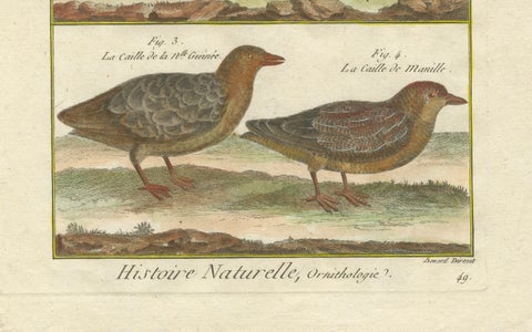 Hand-Colored Engraving of Global Quail Species from Histoire Naturelle, 1790, close-up 1