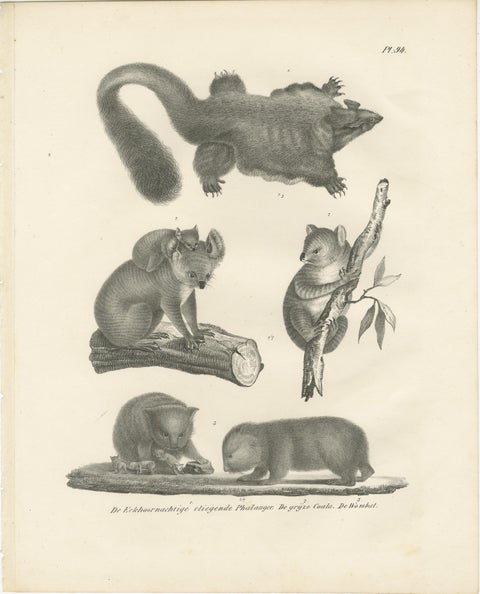 Rare 19th-Century Lithograph of Exotic Marsupials: Koala, Wombat & Phalanger, view 2
