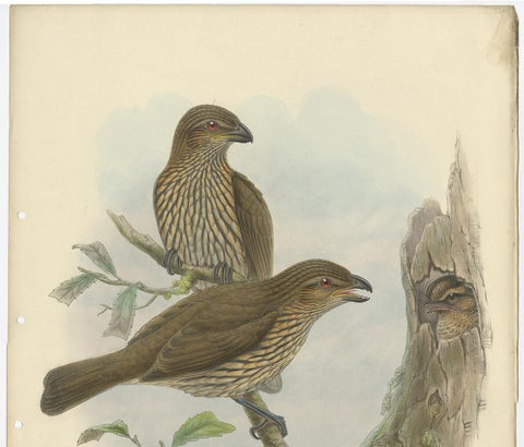 Antique Bird Print of the Tooth-Billed Bower-Bird by J. Gould, circa 1875, view 3