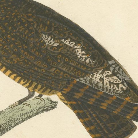 Rare Engraving of a Natterer’s Nightjar, Ornithological Illustration, ca.1808, close-up 6