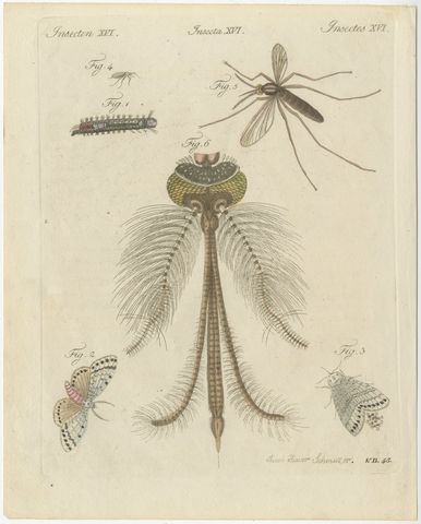 Gnat with Magnified Feathered Head, Antique Bertuch Print, circa 1805, view 2