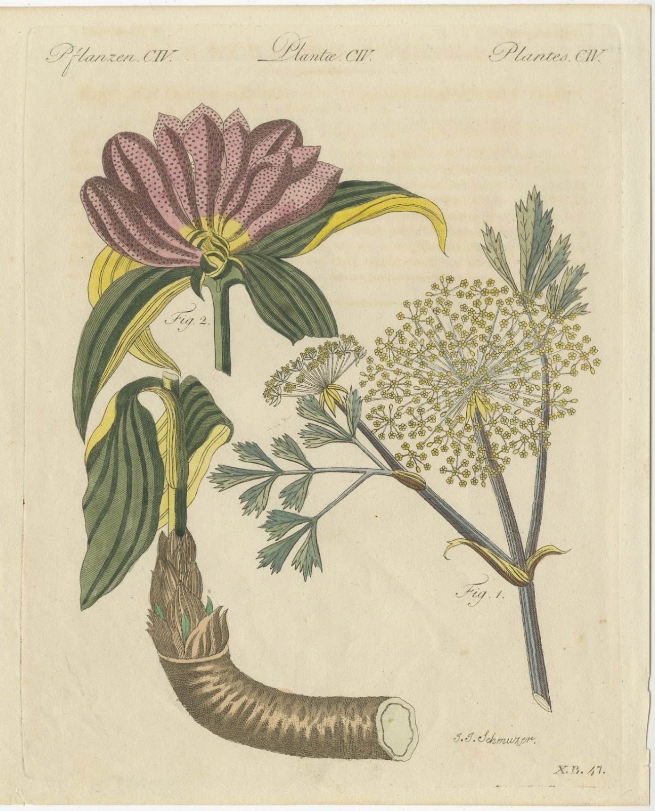 Galbanum and Hungarian Gentian, Antique Bertuch Print, circa 1805
